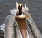 Pelican Catches Small&nbsp;Fish