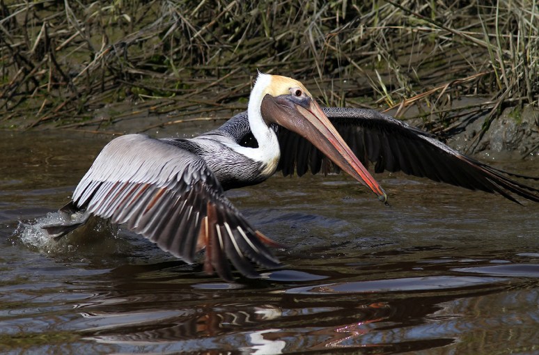 Pelican Diving For Dinner 