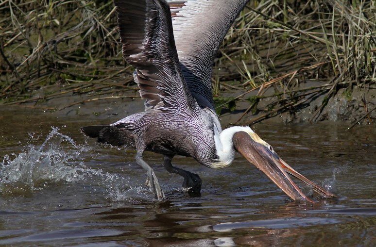 Pelican Diving For Dinner 