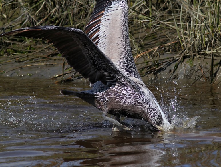 Pelican Diving For Dinner 