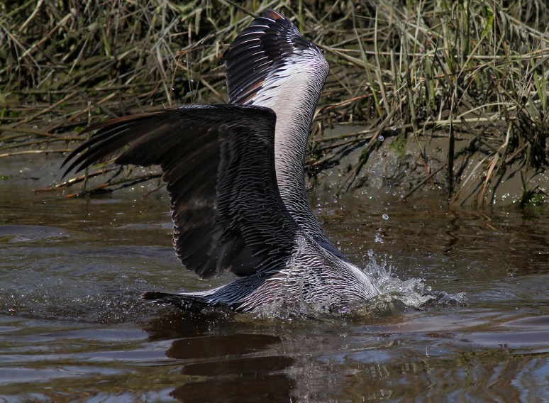 Pelican Diving For Dinner 