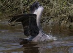 Pelican Diving For&nbsp;Dinner