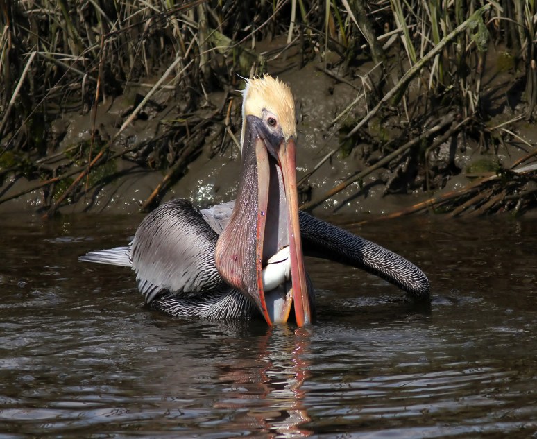 Pelican Diving For Dinner 