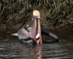 Pelican Diving For&nbsp;Dinner