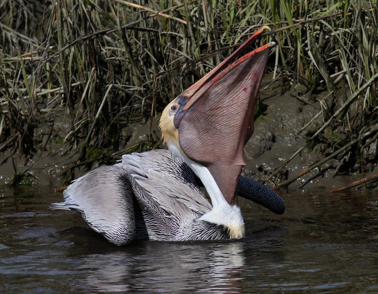 Pelican Diving For Dinner 