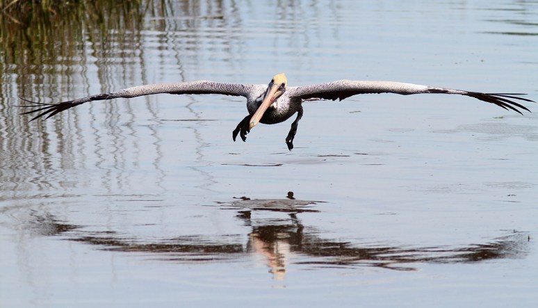 Pelicans Coming and Going 