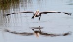 Pelicans Coming and&nbsp;Going