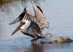 Pelicans Coming and&nbsp;Going