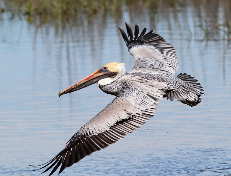 Pelicans Coming and Going 