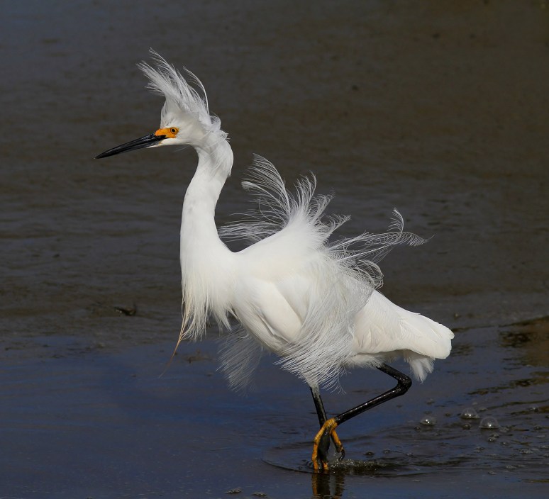 Snowy Fly and Fluff 03