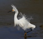 Snowy Fly and Fluff&nbsp;03