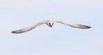 Terns at the Salt&nbsp;Marsh
