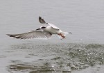 Terns at the Salt&nbsp;Marsh