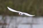 Terns at the Salt&nbsp;Marsh