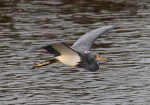 Tricolored Heron Flying and&nbsp;Fishing