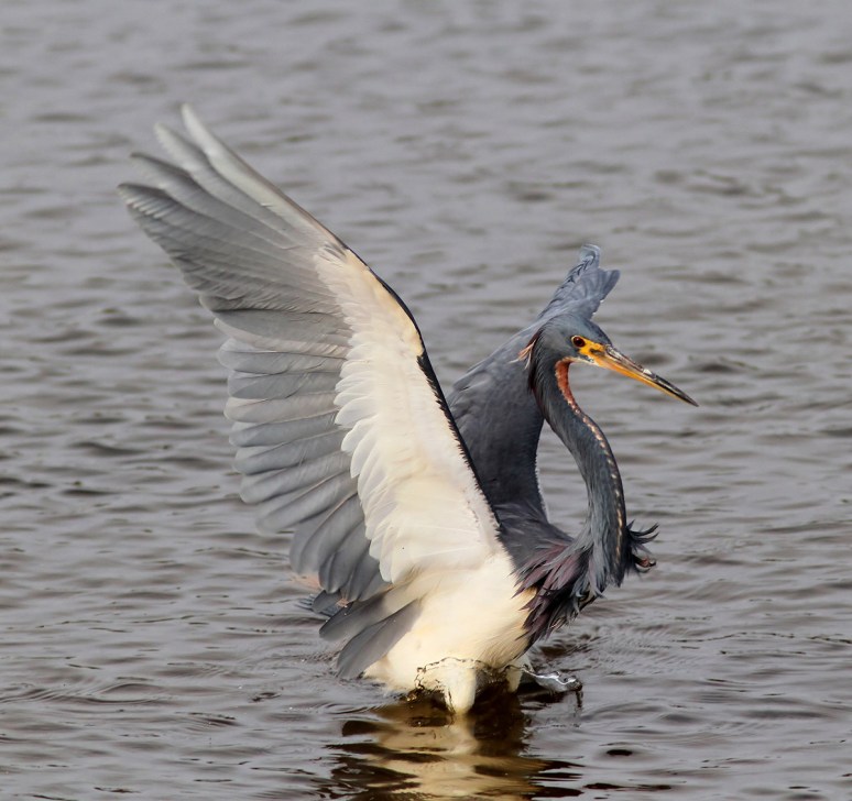 Tricolored Heron Flying and Fishing