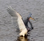 Tricolored Heron Flying and&nbsp;Fishing