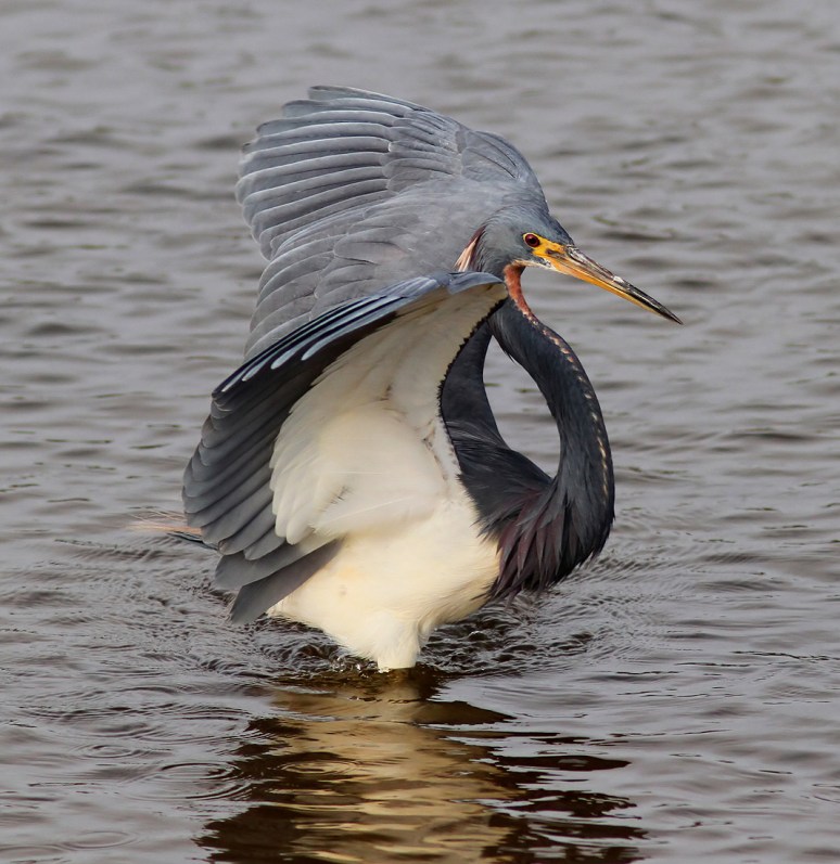 Tricolored Heron Flying and Fishing