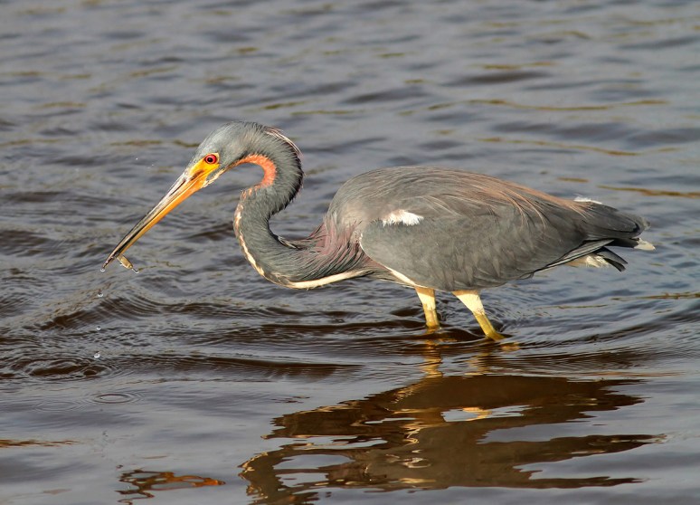 Tricolored Heron Flying and Fishing