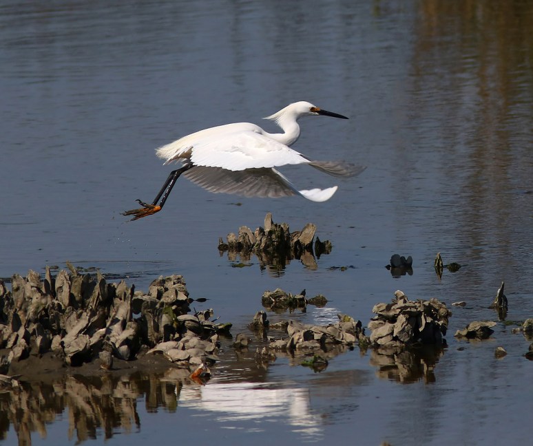Active Day For Snowball