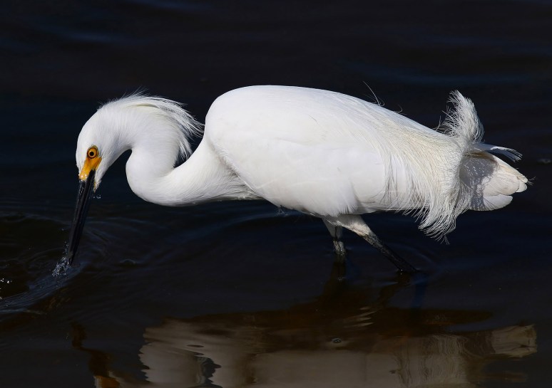 Active Day For Snowball