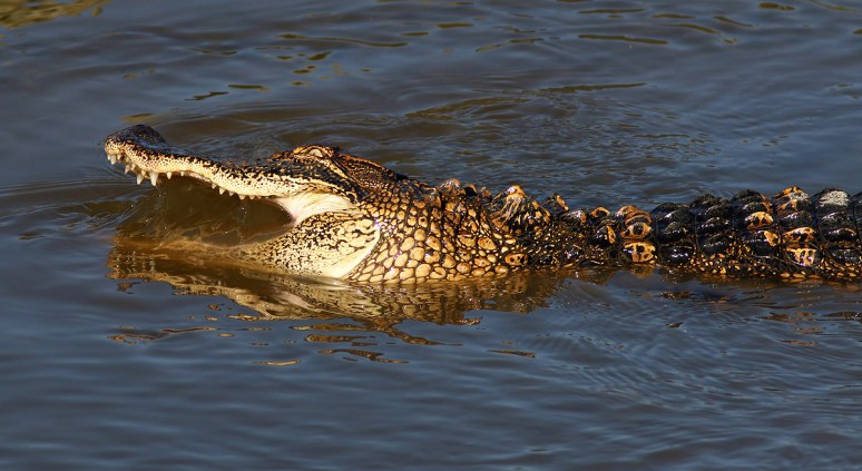 Alligator Catching Crab in the Salt Marsh 