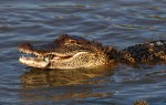 Alligator Catching Crab in the Salt&nbsp;Marsh