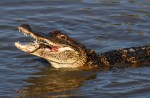 Alligator Catching Crab in the Salt&nbsp;Marsh