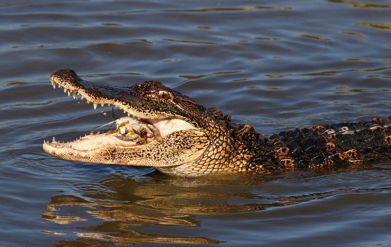 Alligator Catching Crab in the Salt Marsh 