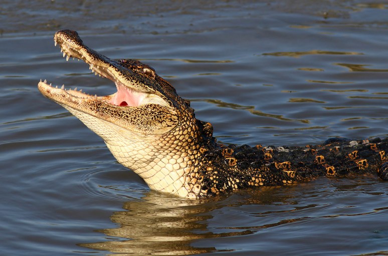 Alligator Catching Crab in the Salt Marsh 