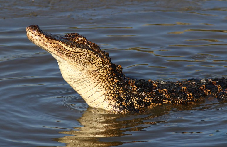 Alligator Catching Crab in the Salt Marsh 