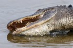 Alligator Feeding in the Salt&nbsp;Marsh