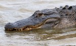 Alligator Feeding in the Salt&nbsp;Marsh