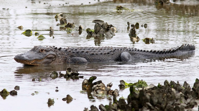 Alligator Feeding in the Salt Marsh 