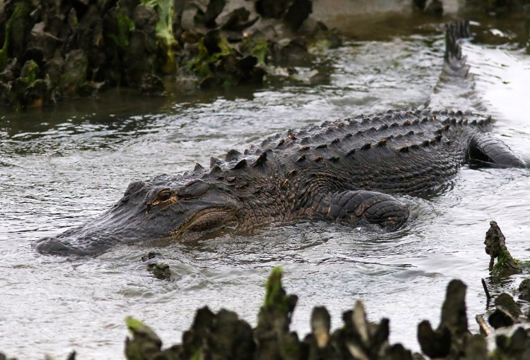 Alligator Feeding in the Salt Marsh 