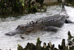 Alligator Feeding in the Salt&nbsp;Marsh