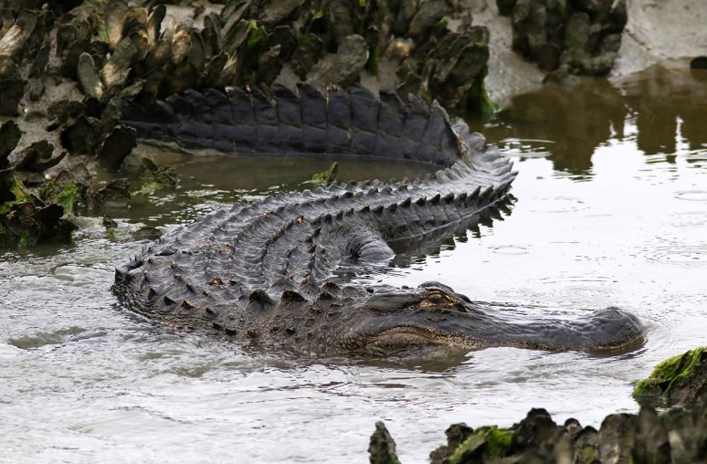 Alligator Feeding in the Salt Marsh 