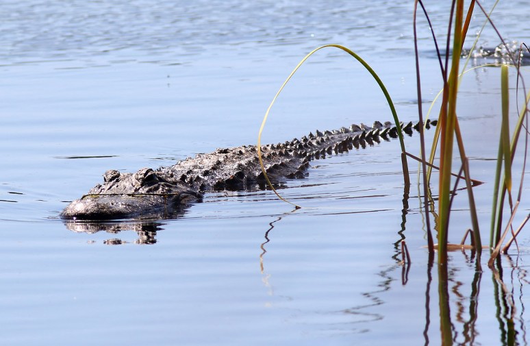 Alligator Missing The Target 