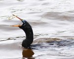 Anhinga Fishing and&nbsp;Flying