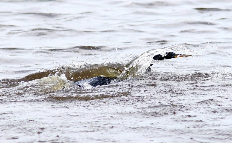 Anhinga Fishing and Flying 