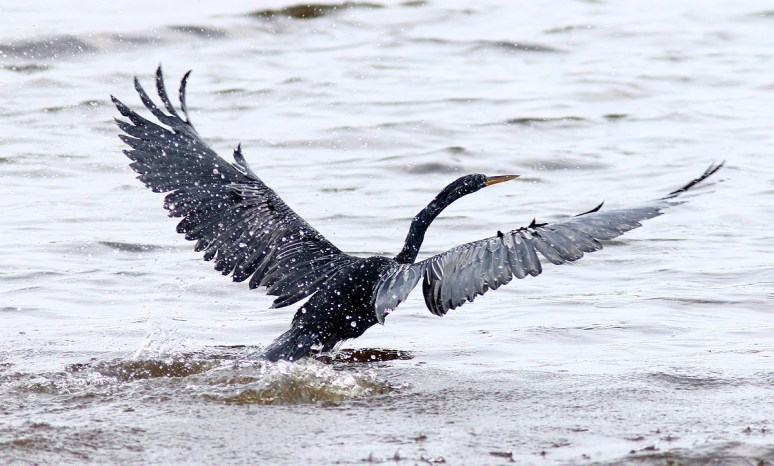 Anhinga Fishing and Flying 