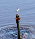 Anhinga Juggling Fish