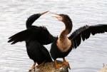 Anhinga Love Connection