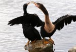 Anhinga Love Connection