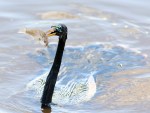 Anhinga Playing With His&nbsp;Food