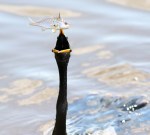 Anhinga Playing With His&nbsp;Food