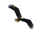 Bald Eagle Circles The Salt&nbsp;Marsh