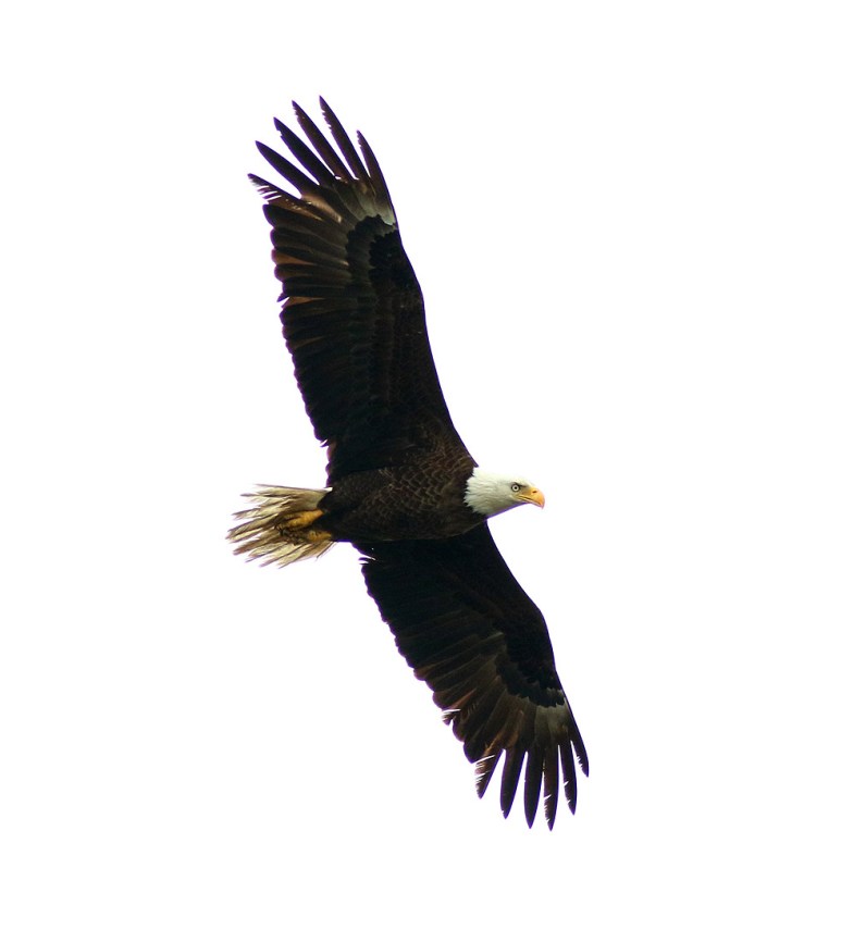 Bald Eagle Circles The Salt Marsh 