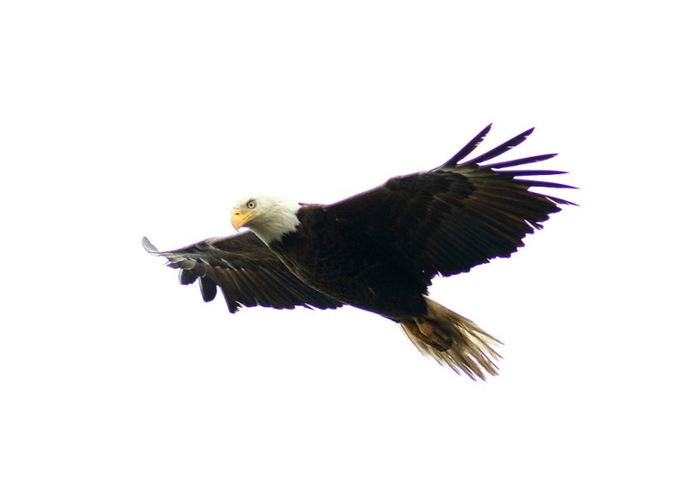 Bald Eagle Circles The Salt Marsh 