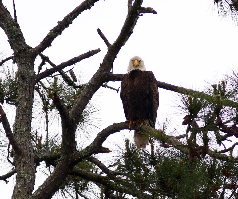 Bald Eagle in the Rain 